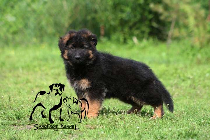 Image of German Shepherd posted on 2022-08-22 04:07:05 from Mumbai